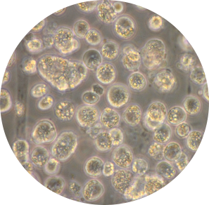 조류 생식세포 제어기술