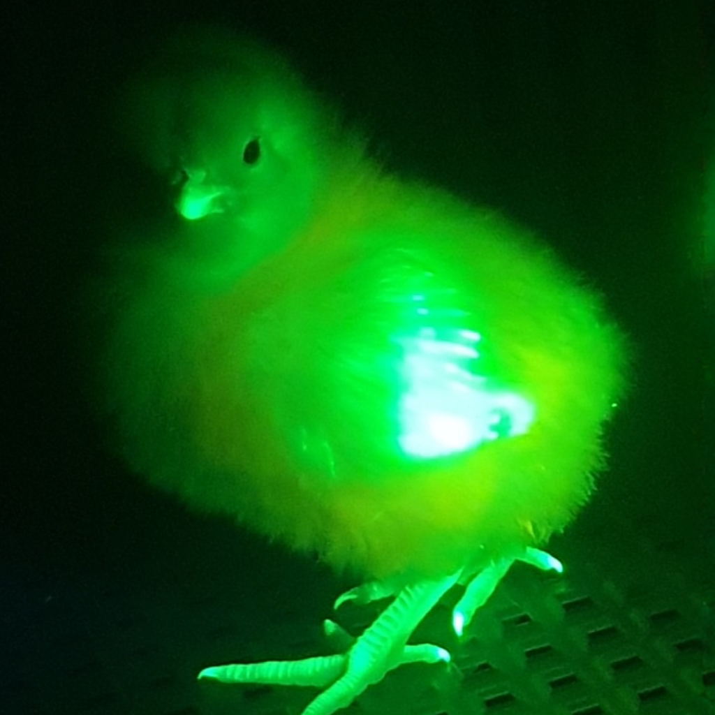 Gene-Edited Chicken Research